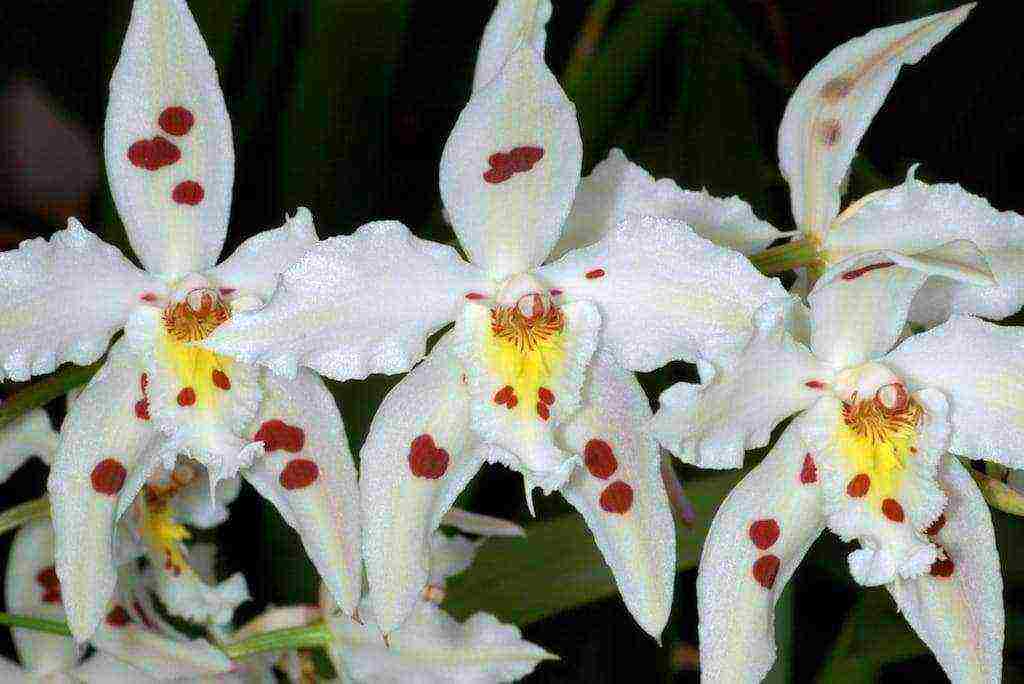 types and varieties of orchids grown at home