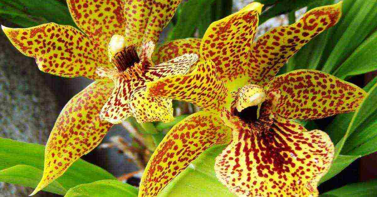 types and varieties of orchids grown at home