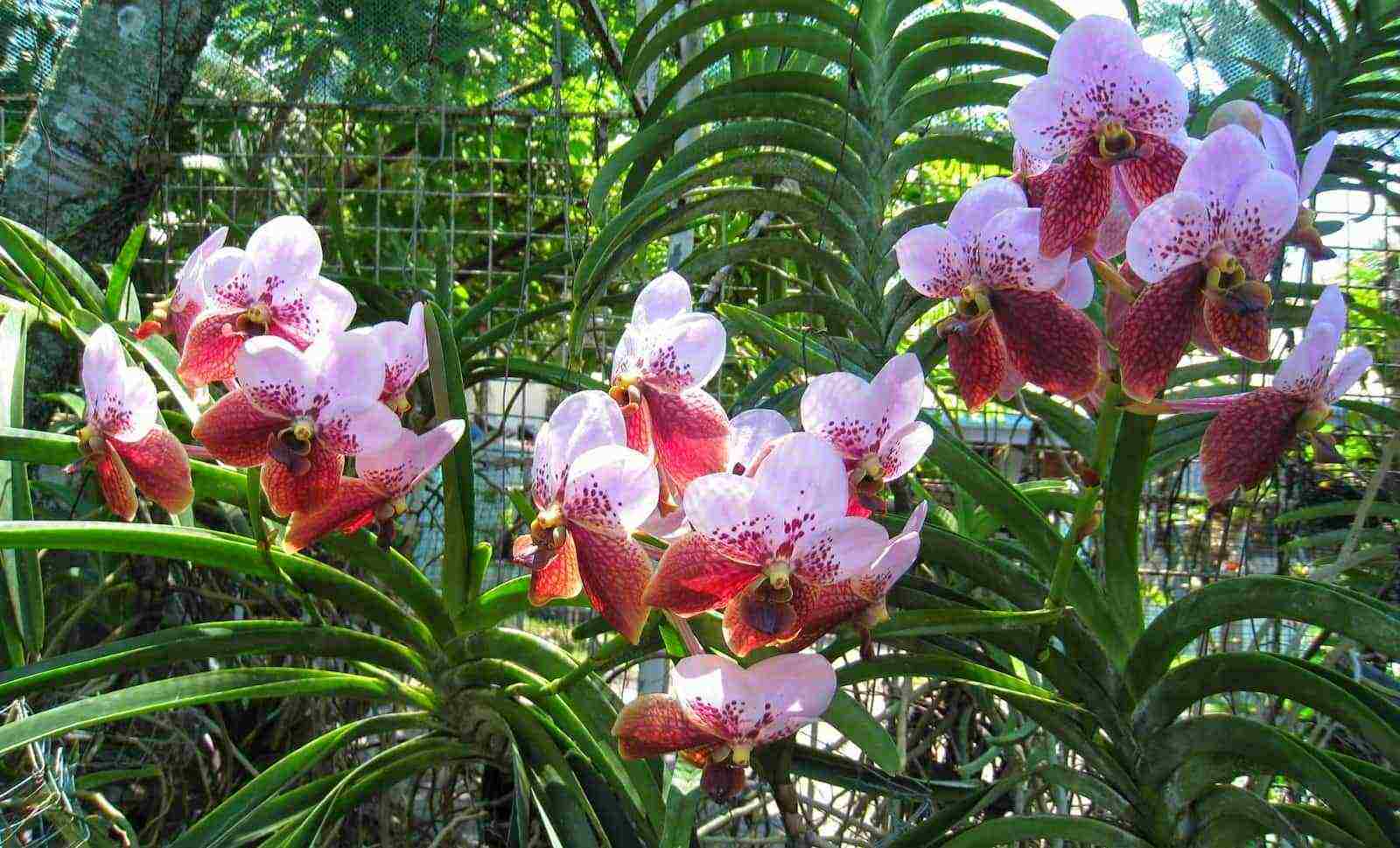 types and varieties of orchids grown at home