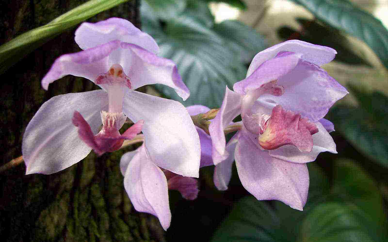 types and varieties of orchids grown at home