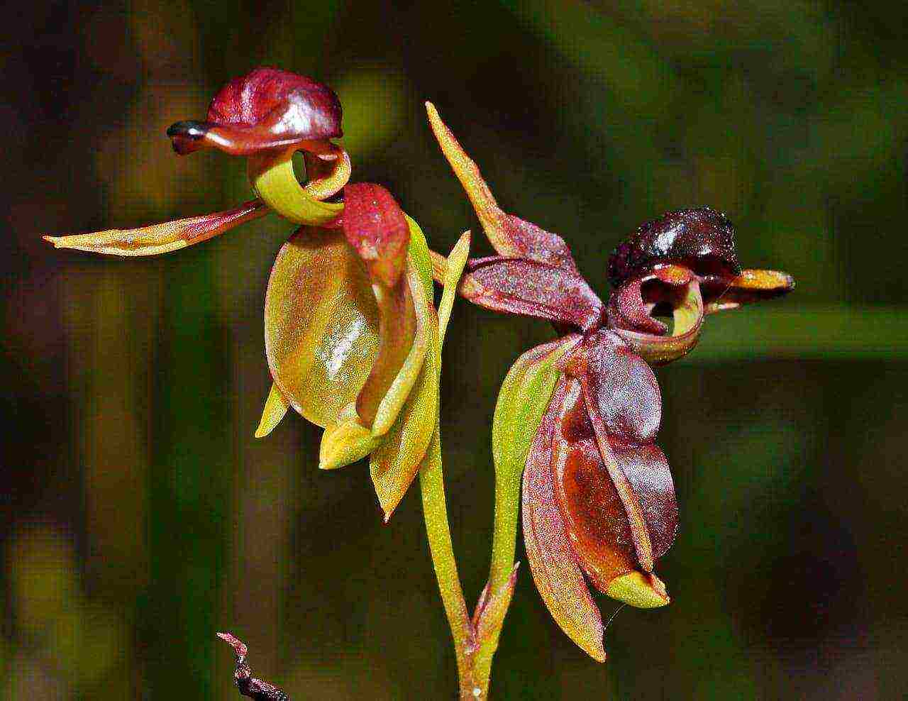 types and varieties of orchids grown at home