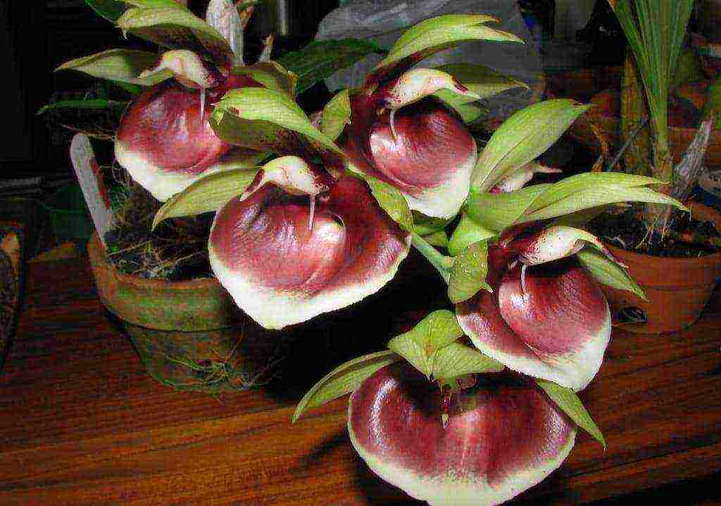 types and varieties of orchids grown at home