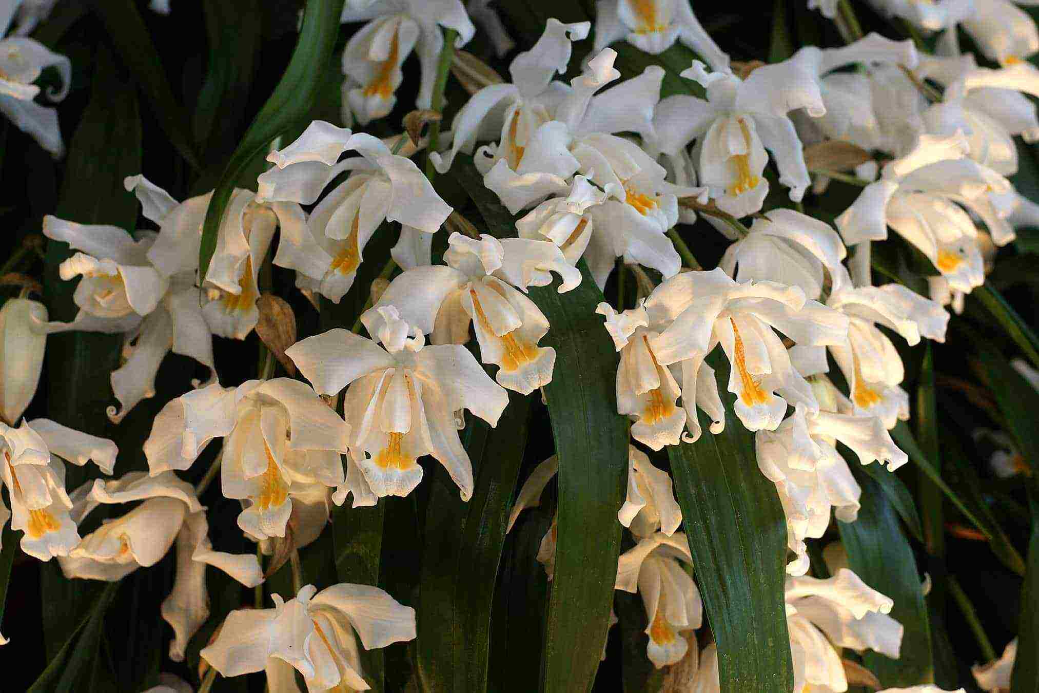 types and varieties of orchids grown at home