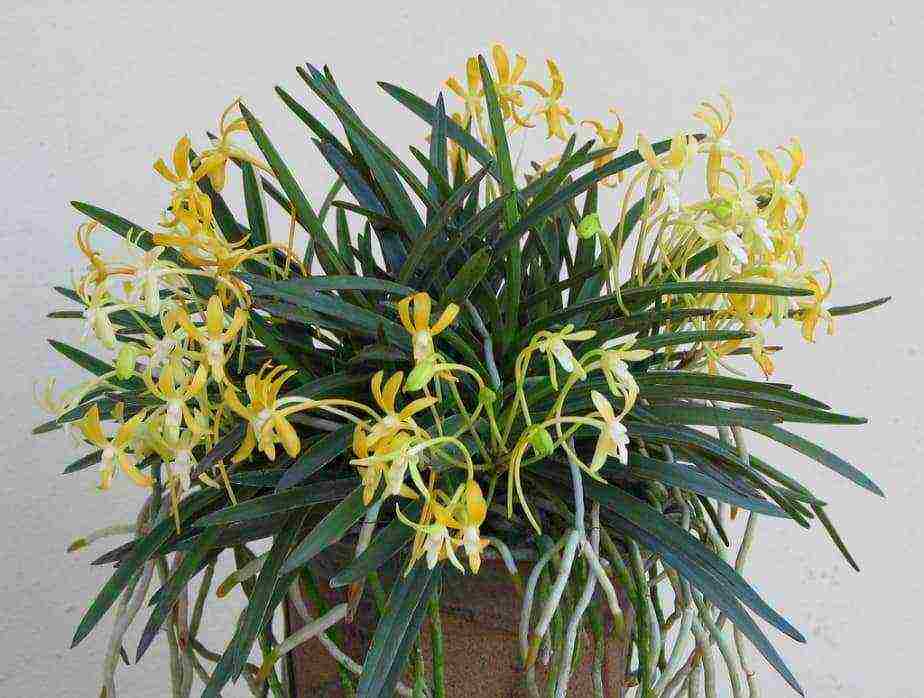 types and varieties of orchids grown at home