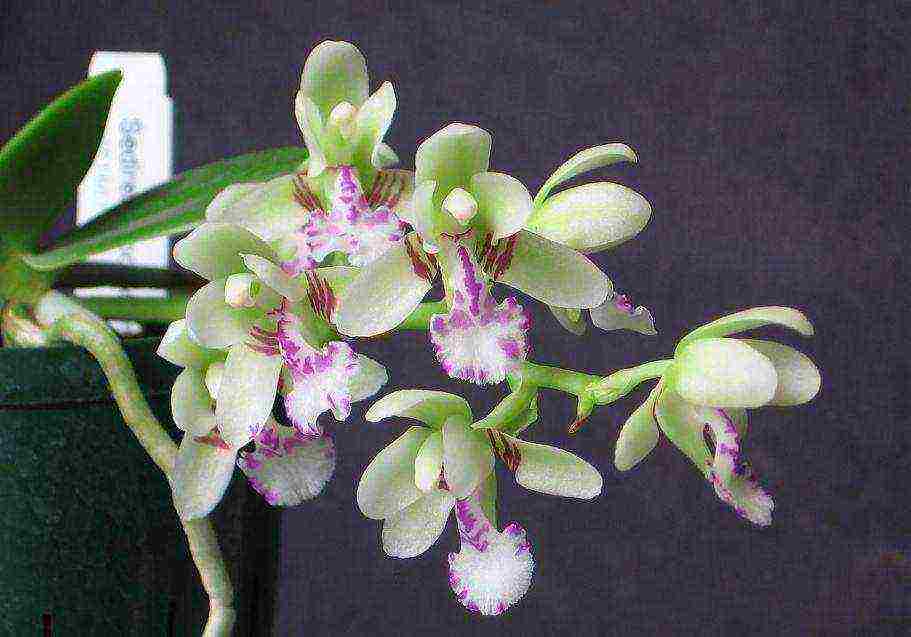 types and varieties of orchids grown at home