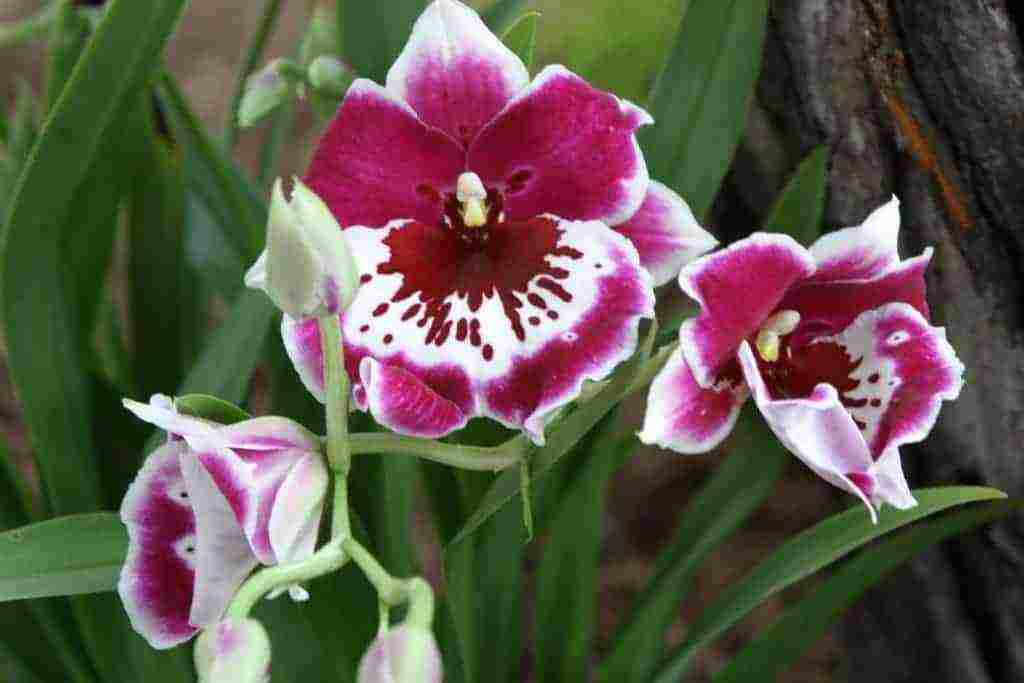 types and varieties of orchids grown at home