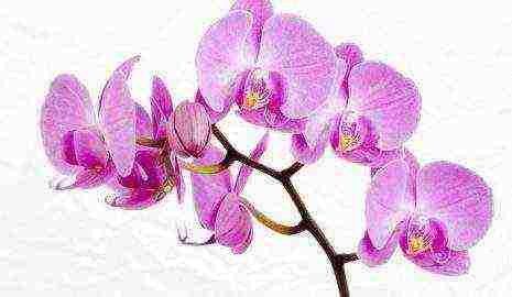 types and varieties of orchids grown at home