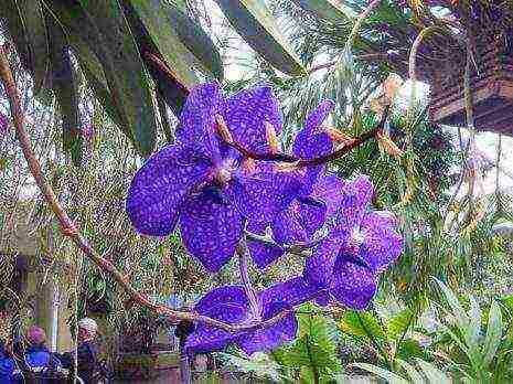 mga uri at pagkakaiba-iba ng mga orchid na lumaki sa bahay