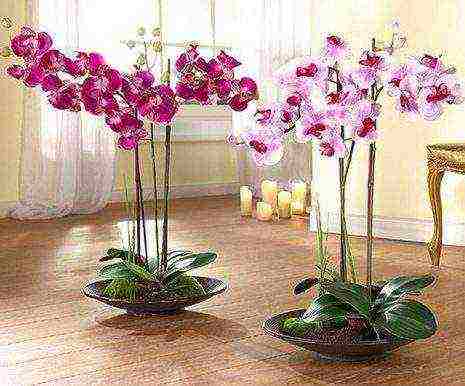 types and varieties of orchids grown at home