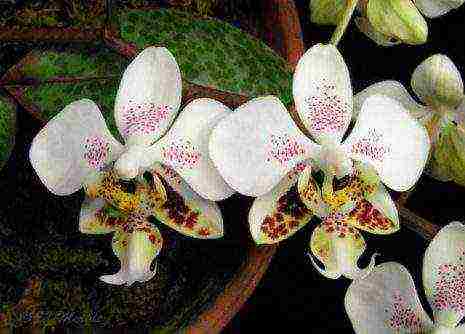 types and varieties of orchids grown at home