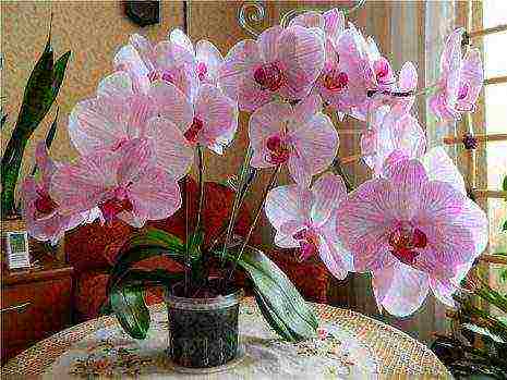 types and varieties of orchids grown at home