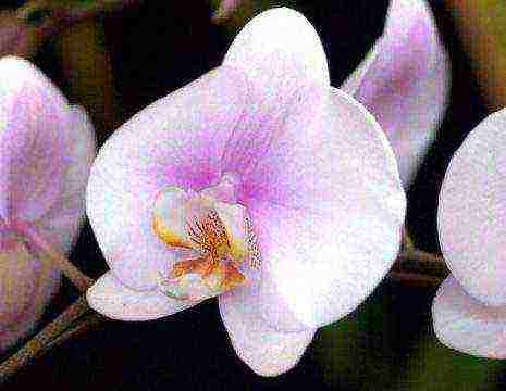 types and varieties of orchids grown at home