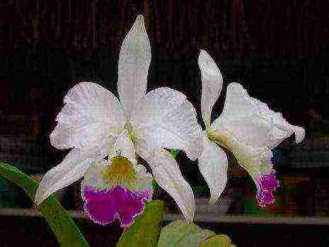 types and varieties of orchids grown at home