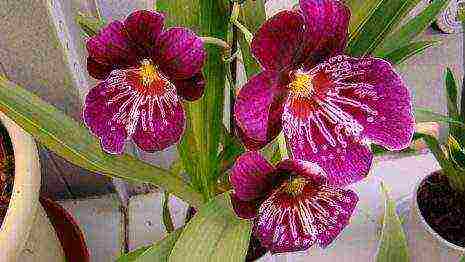 types and varieties of orchids grown at home