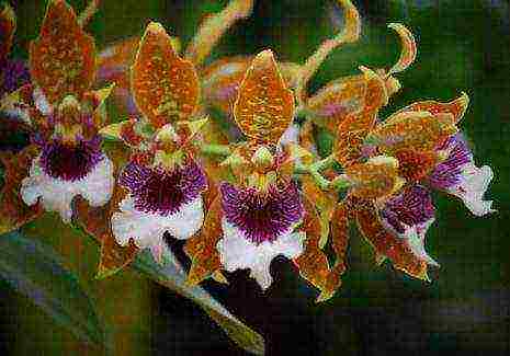 types and varieties of orchids grown at home