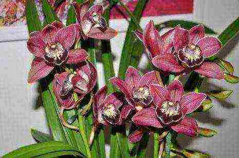 types and varieties of orchids grown at home