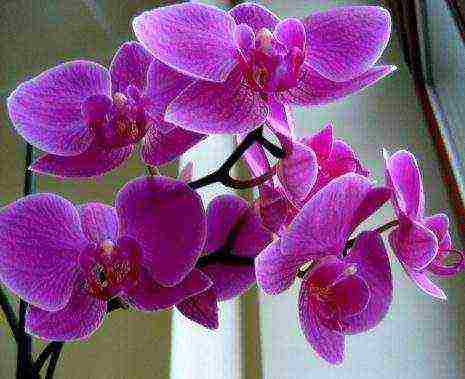 types and varieties of orchids grown at home