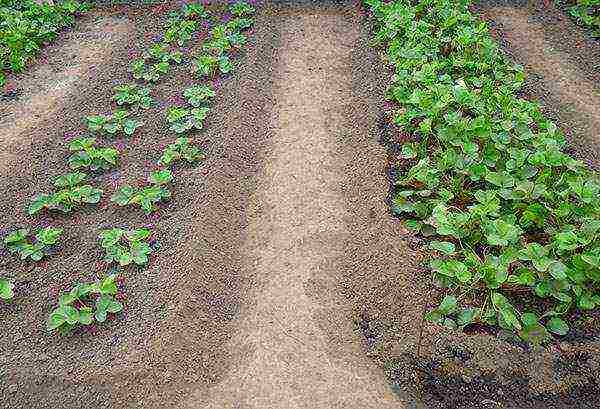 Victoria planting and care in the open field in the fall new technologies