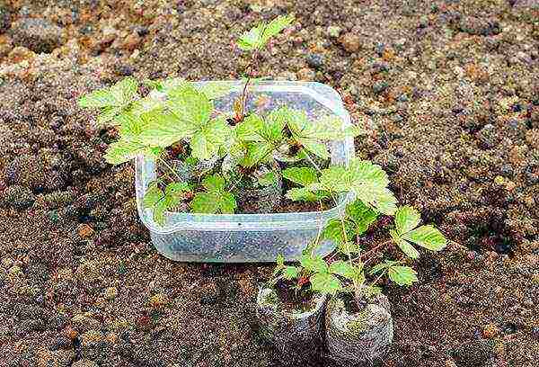 Victoria planting and care in the open field in the fall new technologies