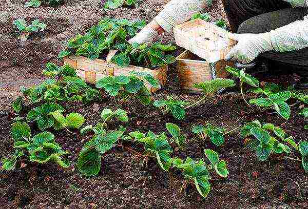 Victoria planting and care in the open field in the fall new technologies