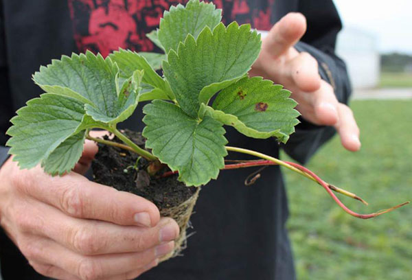 Victoria planting and care in the open field in the fall new technologies