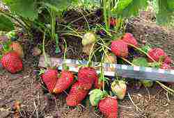 Victoria planting and care in the open field in the fall new technologies