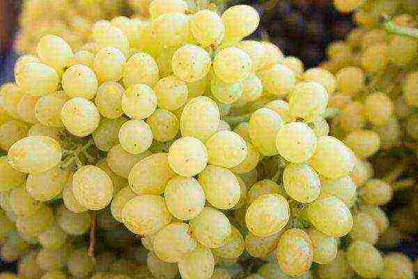 white grapes best varieties