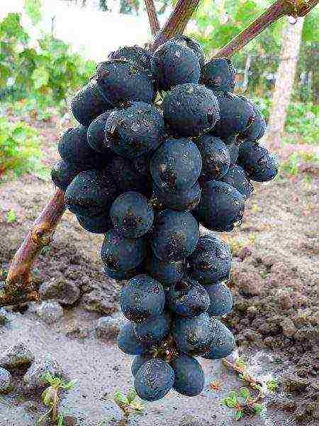 white grapes best varieties