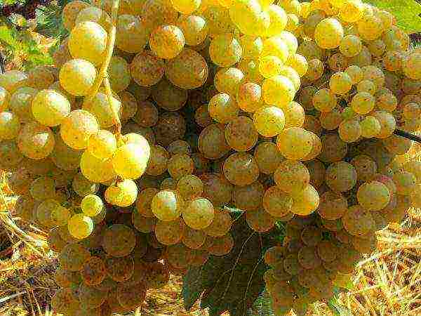 white grapes best varieties