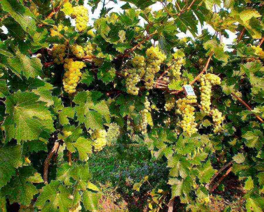 white grapes best varieties