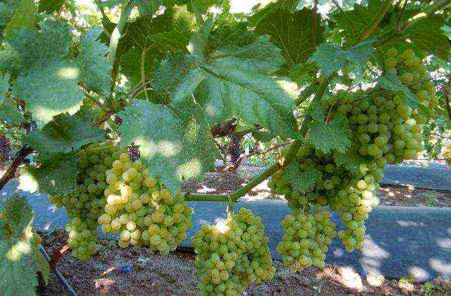 white grapes best varieties