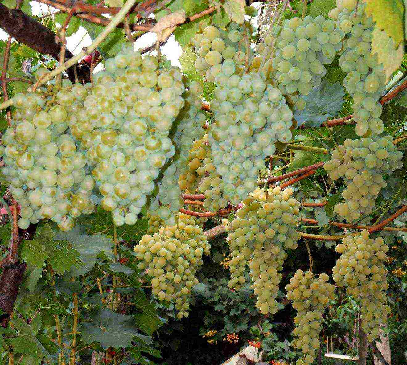 white grapes best varieties