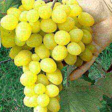 white grapes best varieties