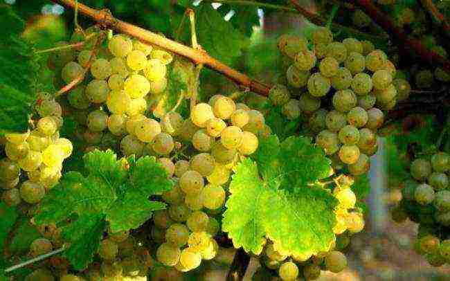 white grapes best varieties