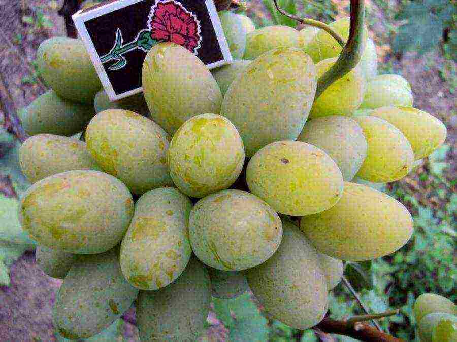 white grapes best varieties