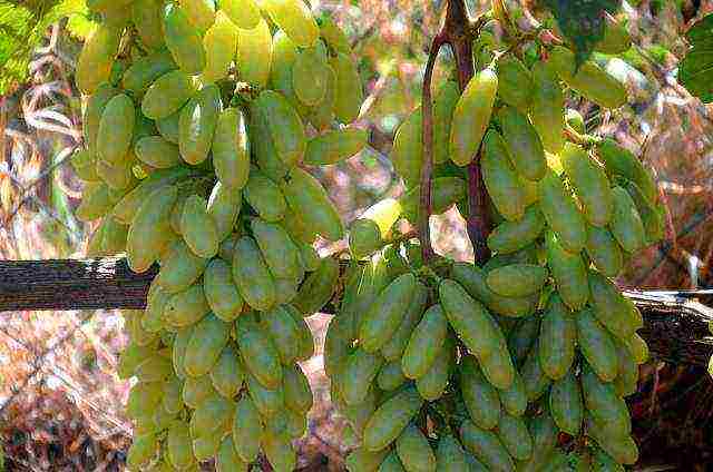 white grapes best varieties