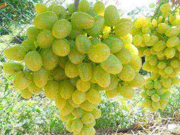 white grapes best varieties