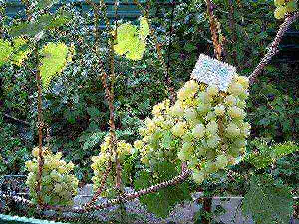 white grapes best varieties