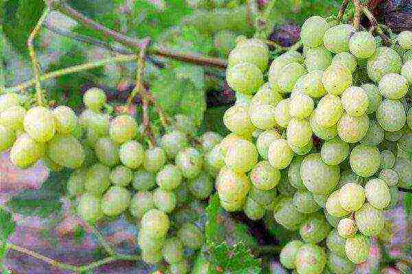 white grapes best varieties