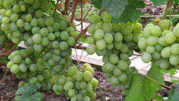 white grapes best varieties