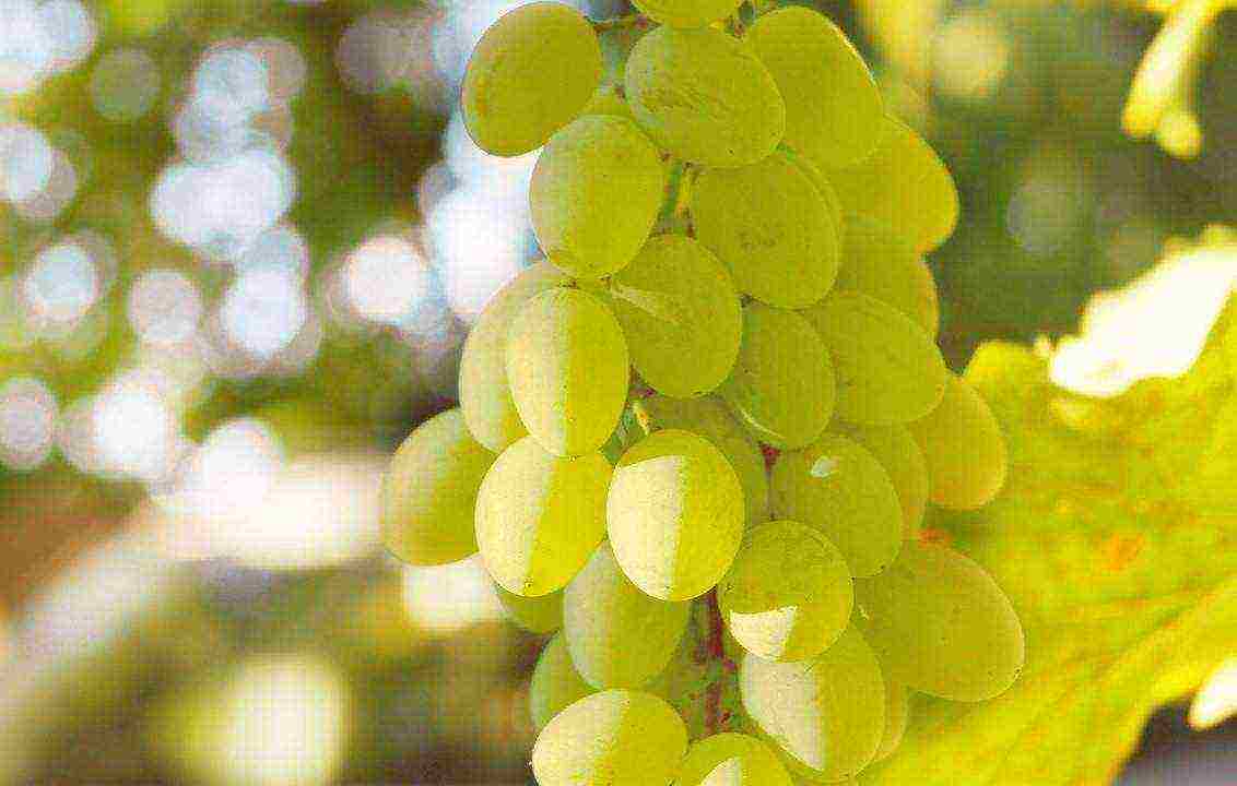 white grapes best varieties