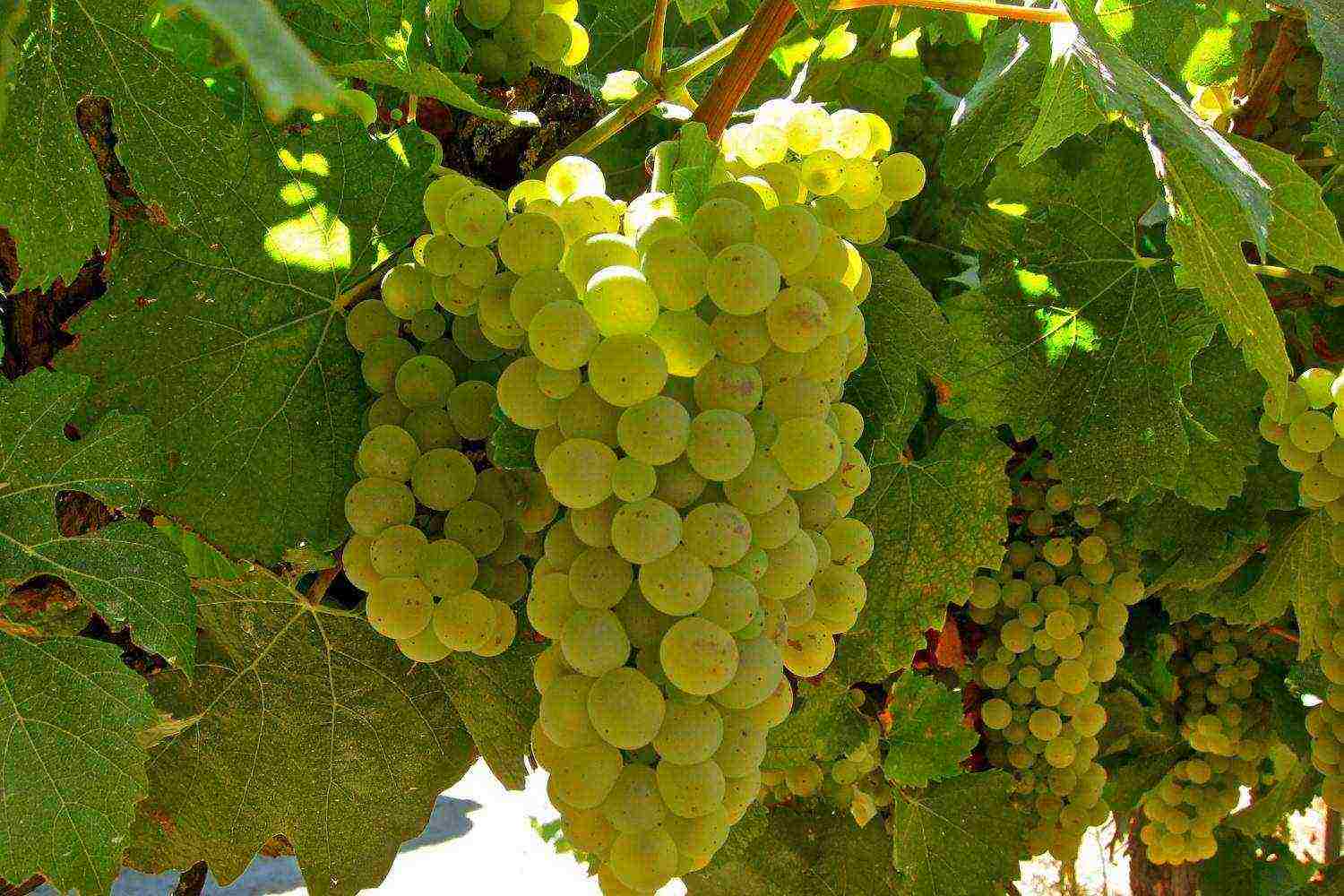 white grapes best varieties