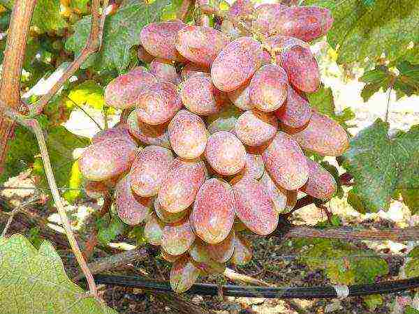 white grapes best varieties