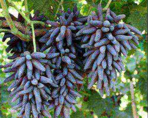 black grapes best varieties