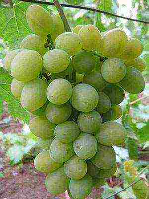 black grapes best varieties