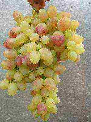 black grapes best varieties