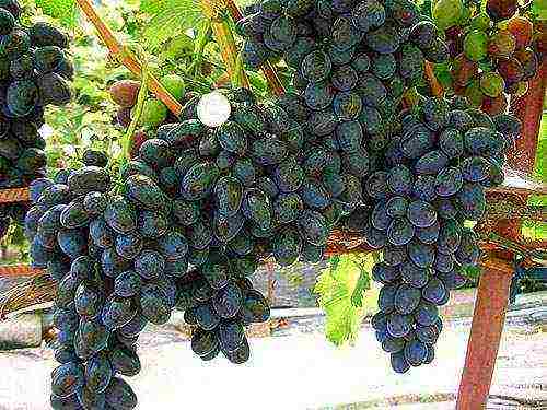 black grapes best varieties