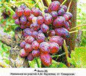 grapes for the Moscow region are the best variety