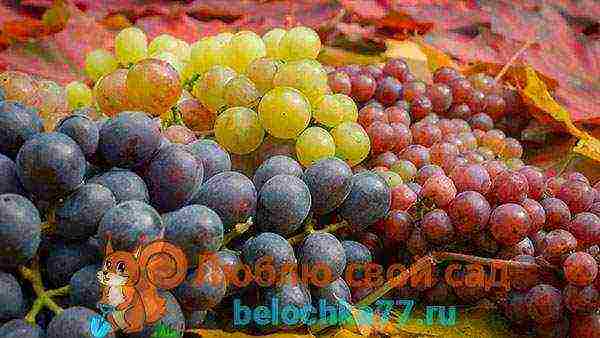 grapes for the Moscow region are the best variety