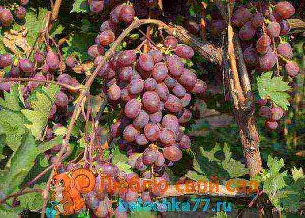 grapes for the Moscow region are the best variety